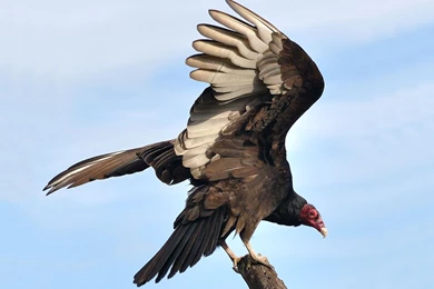 Turkey Vulture Wingspan   Wallpaper.