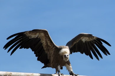 Gracious Vulture By Momotte2 On DeviantArt