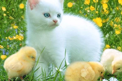 3d Wallpapers Download 2 HD Wallpapers