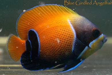 Free Wallpapers Blue Girdled Angel