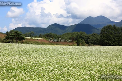 420963_cvety_polyana_fon gory_oblaka_yaponiya_1680x1050_www.Gde Fon.com.jpg