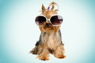 Free Fashion Puppy Desktop Wallpapers 27201800