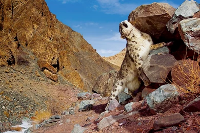 Mac OS X Snow Leopard Scratch Wallpapers Wallpapers   HD Wallpapers ...