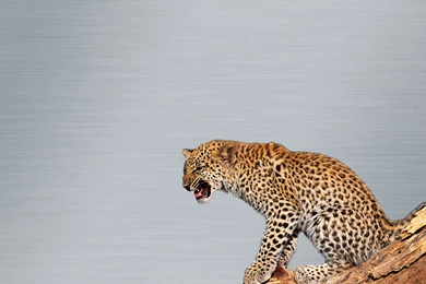 Mac Leopard Wallpapers