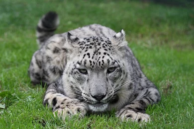 Snow Leopard Wallpapers   Velvet Wallpapers
