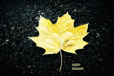 Mac, Web, Stunning, Leopard, Wallpapers, Snow, Interesting ...