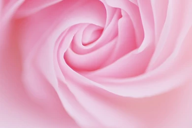 Pink Rose Galaxy S3 Wallpapers (720x1280)