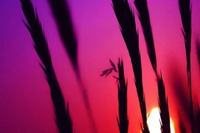 Download Pictures: Sunset Wallpapers 360×640