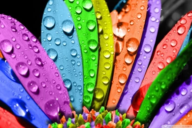 Colorful Flower HD Desktop Wallpapers : Widescreen : High ...