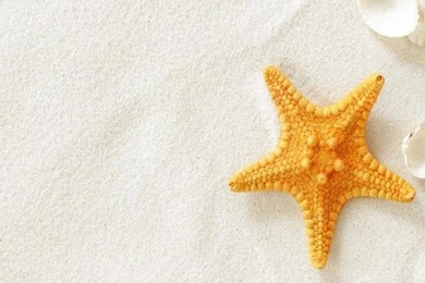 Z Wallpapers Lg G3 Sea Star 1440 2560 499   1440 X 2560   Lg G3 ...