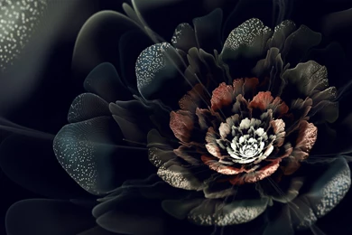 Black Roses HD Wallpapers Free Downloads