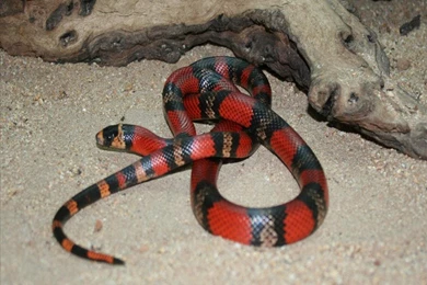 Snake HD Wallpapers20.jpg