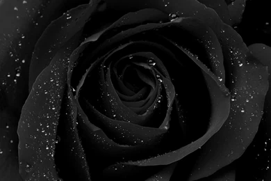 The Black Rose HD Wallpapers