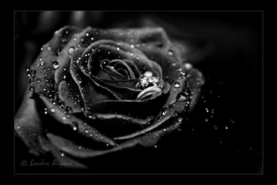 Pictures Of A Black Rose   Wallpapers High Definition