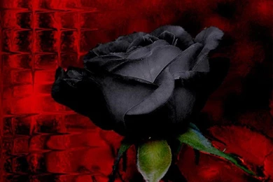Black And Red Rose Wallpapers   Wallpapers HD Wide