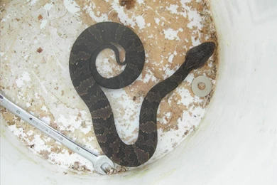 Snake HD Wallpapers19.jpg