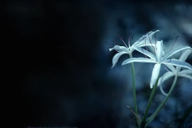 Blue Smokey Lily   Wallpoop   The Wallpapers Site : Wallpoop – The ...