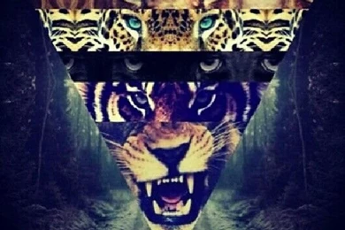 Dope Tiger Triangle   Bing Images