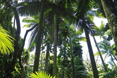 Dope iPhone Backgrounds