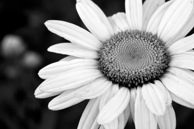 Black And White Flowers Wallpapers   HD Wallpapers Lovely