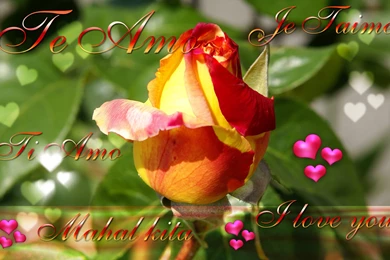 Happy Valentine's Day Cards And Wallpapers   Happy Valentine's Day ...