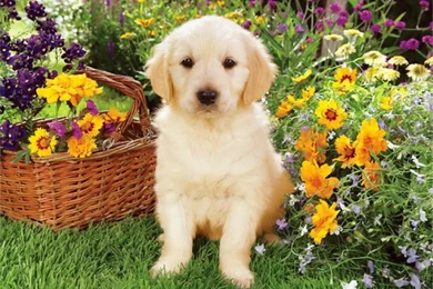 Spring Animal Wallpapers For Computer 7707   HD Wallpapers Site