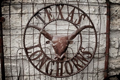 University Of Texas Texas Longhorns