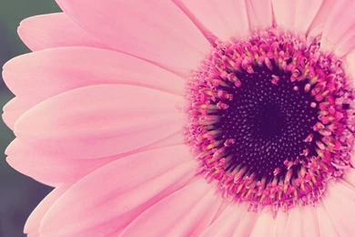 Pink Wallpapers Beautiful F1T » WALLPAPERUN.COM