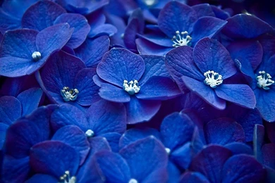 Wallpapers For Cute Blue Wallpapers