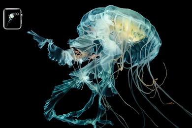 Apple Bringing Apple Watch Like Motion Wallpapers To iPhone 6s