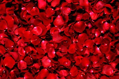 Red Rose Petal Backgrounds   ImgMob