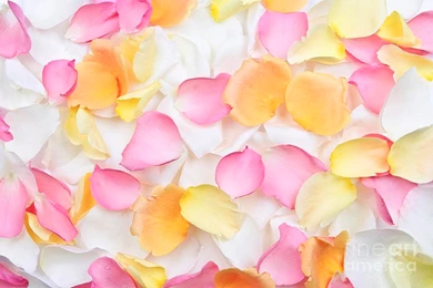 Rose Petals Backgrounds Photograph By Elena Elisseeva
