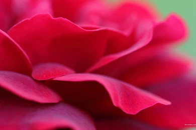 2560x1600 Wallpapers Red Rose Petals Wallpaper Backgrounds