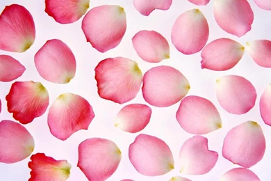 Pretty Rose Petals   Roses Wallpapers (12070026)   Fanpop