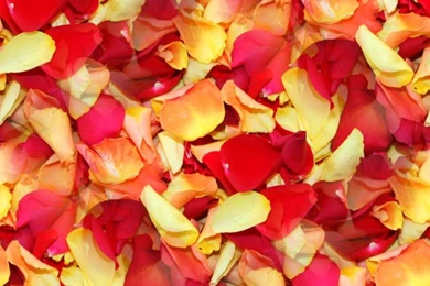 Rose Petals Seamless Backgrounds