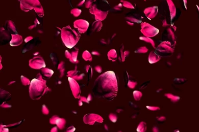 Free Wedding Falling Rose Petals Animation Background.   YouTube