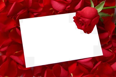 Wallpapers Red Rose Frame Petals Picture .2 1280x853