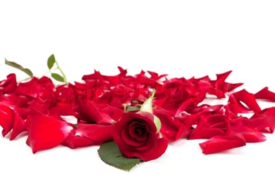Red Roses And Rose Petals On White Backgrounds