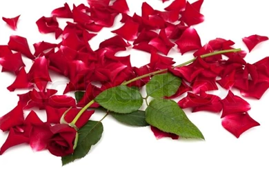 Red Roses And Rose Petals On White Backgrounds