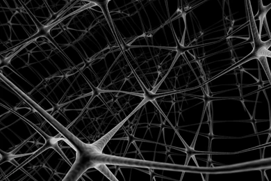 Brain Anatomy Medical Head Skull Digital 3 d Psychedelic Wallpapers ...