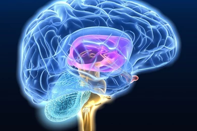Neon Brain Anatomy Medical Head 1366x768   Wallpapers   Free HD ...