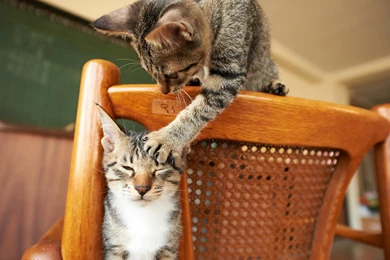 50 Naughty Funny Cats Pictures