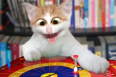 A Few HD Funny Cat Wallpapers