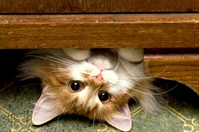 Funny Cat Wallpapers