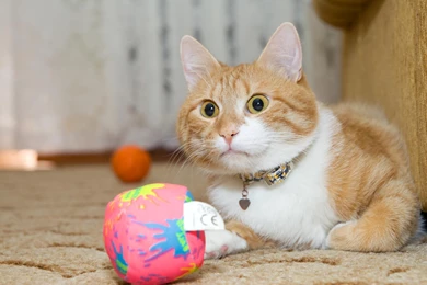 Cute Cat Wallpapers, Lovely Animals, Kitten Images, Pussycat ...