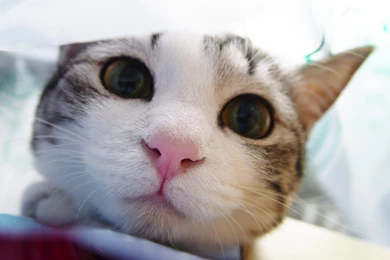 Funny Cats Images   Desktop Backgrounds