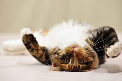 Wallpapers Of Cats As Your Backgrounds   All In HD