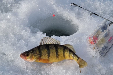 FISHING Fish Sport Water Fishes Ice Winter Wallpapers