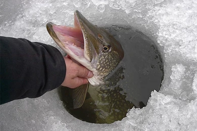 Hand Bombing Pike