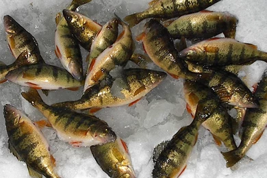 Pile Of Perch